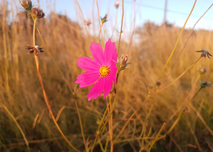 Cosmos Dark Pink