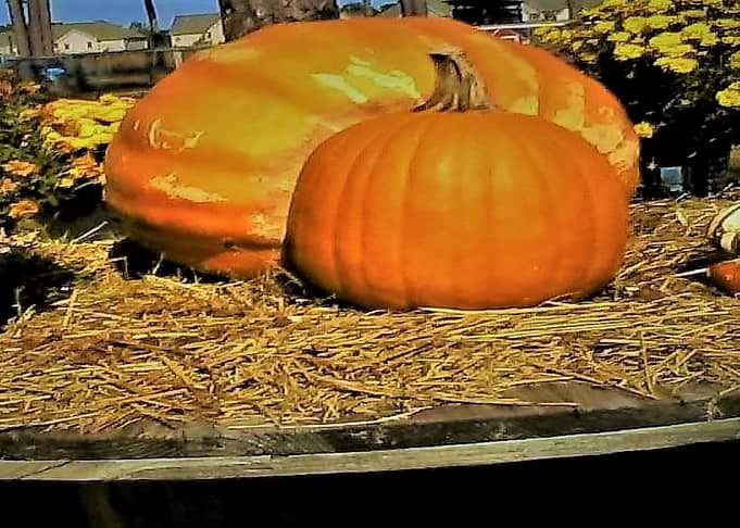 Happy Harvest