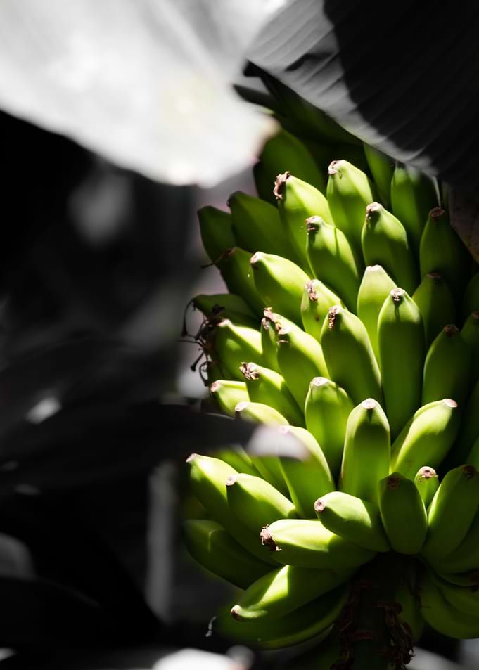Mighty bananas 1