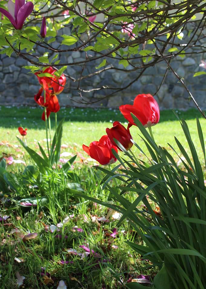 Tulips