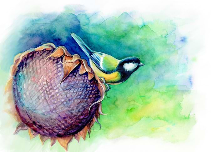 Watercolor Bird Great tit