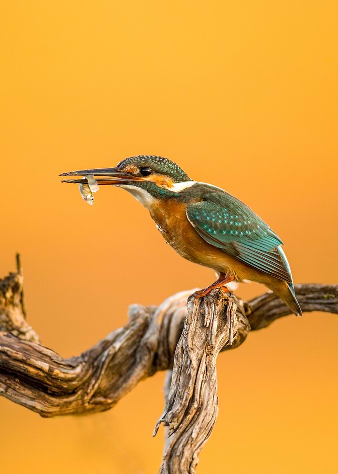 Common Kingfisher Alcedo