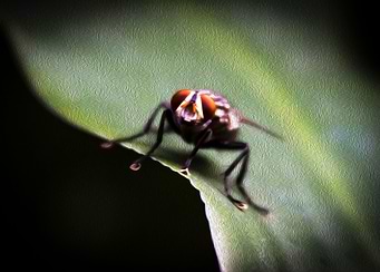 the fly