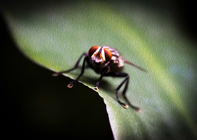 the fly