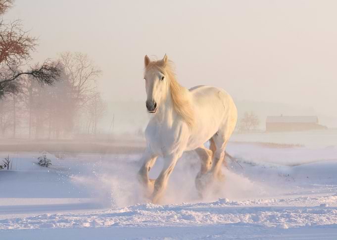 Dashing Through The Snow