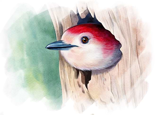 Great spotted woodpecker