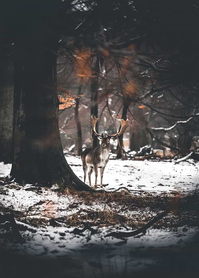 Please protect animals