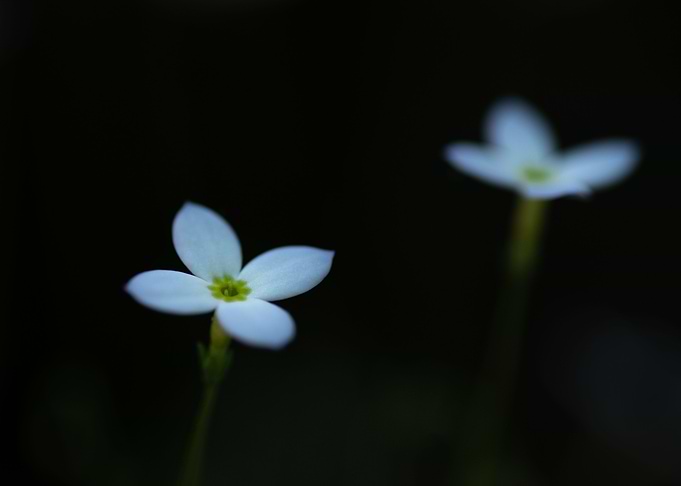 Woodland Beauty