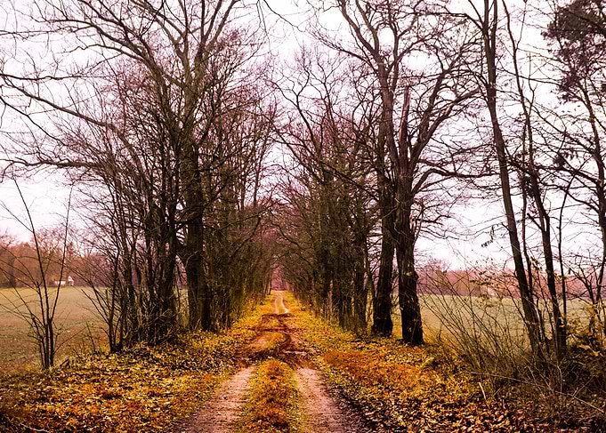 Berlin Wood in winter