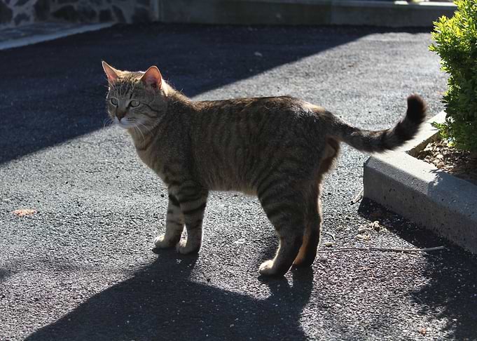Tiger cat