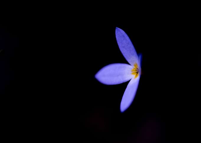 Vision in Violet