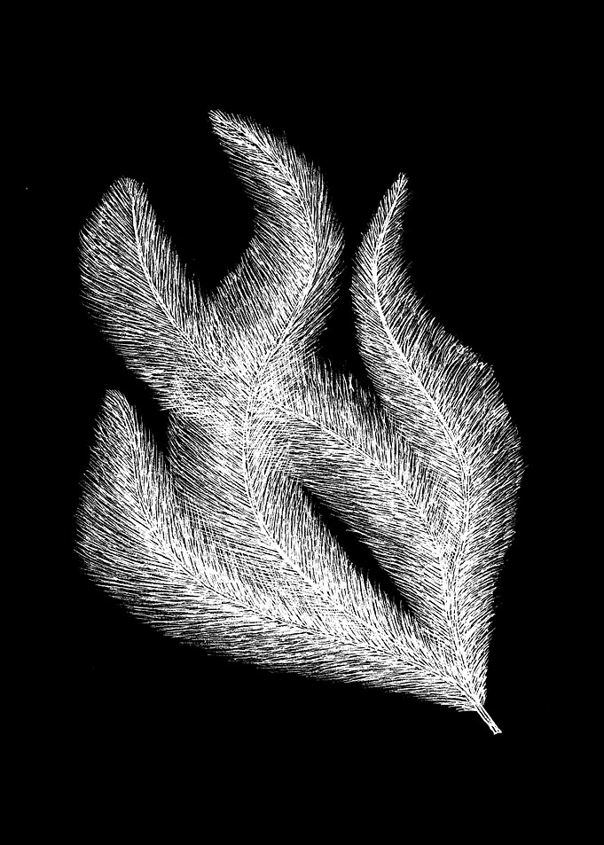 Fluffy Feathers