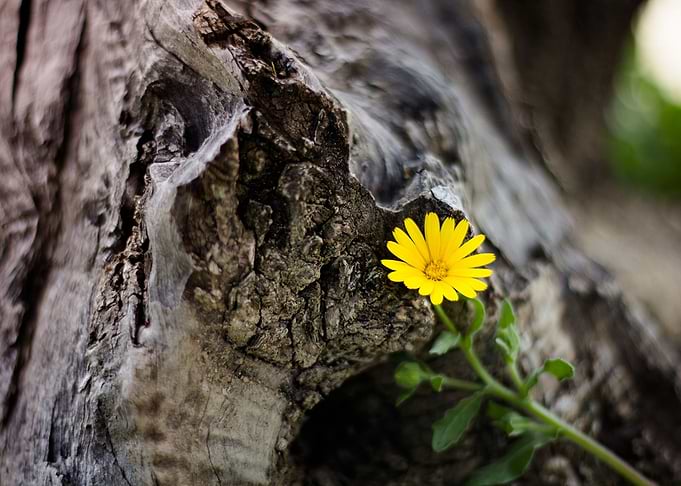 Flor amarilla