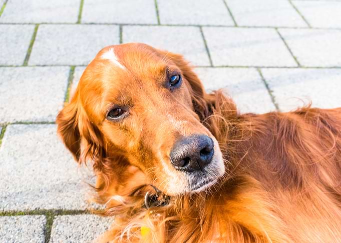 irishsetter kaya
