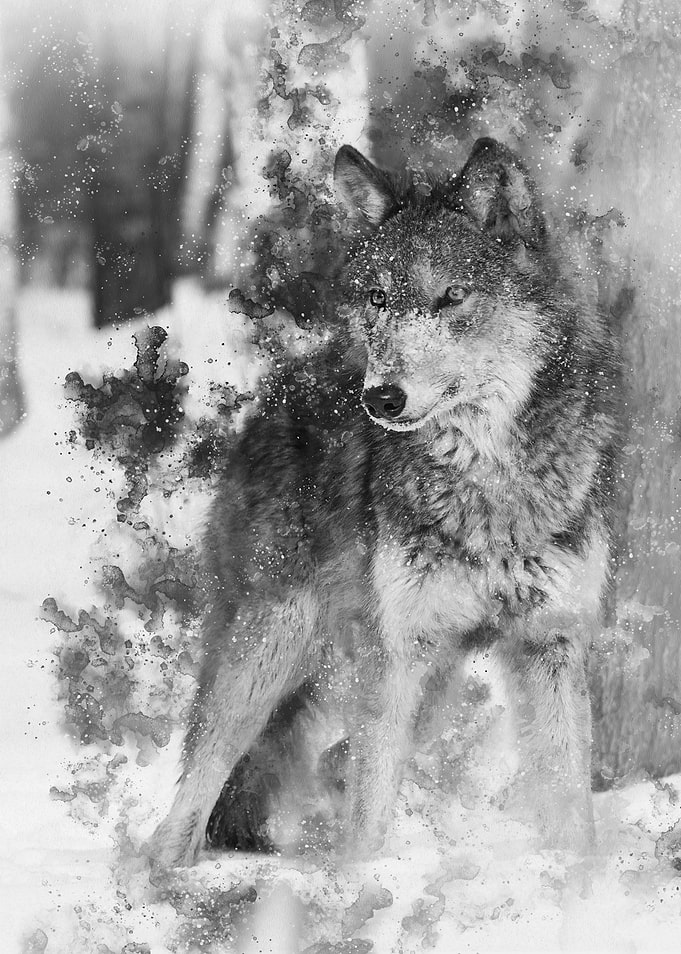 Wolf 10