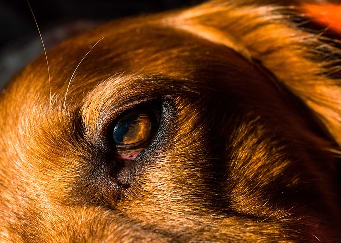 irishsetter kaya