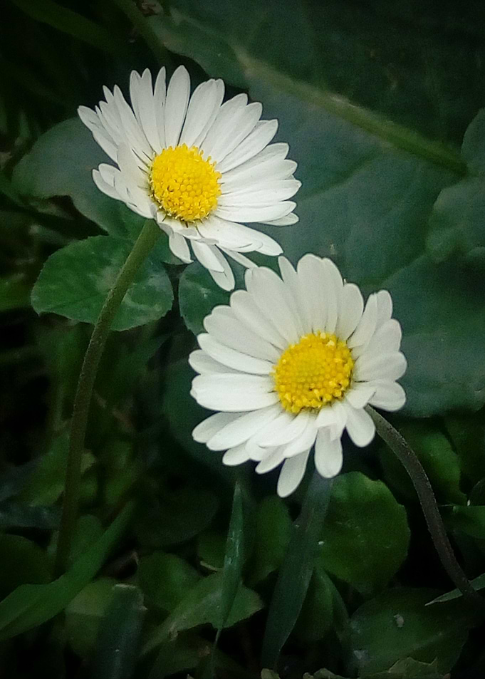 Bellis perennis