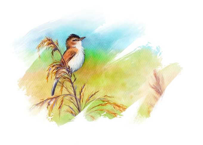 Nightingale