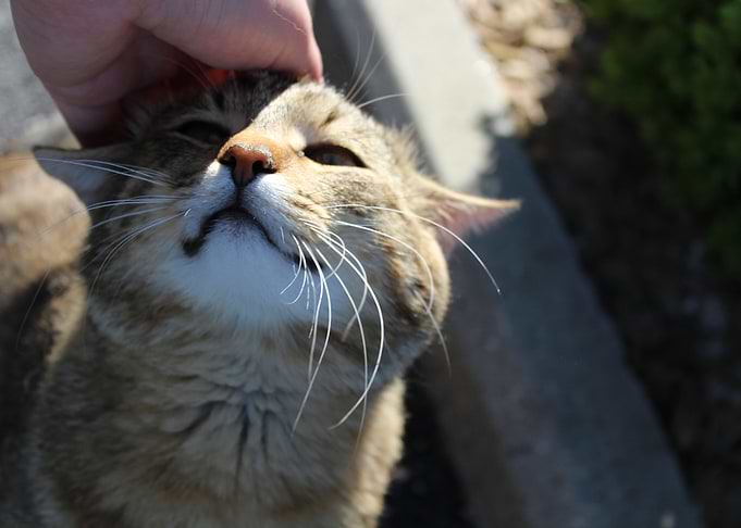 Happy Cat
