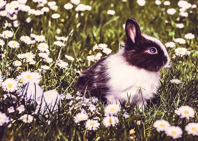 Rabbit