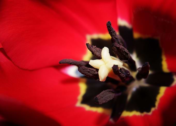 Tulip Stamens