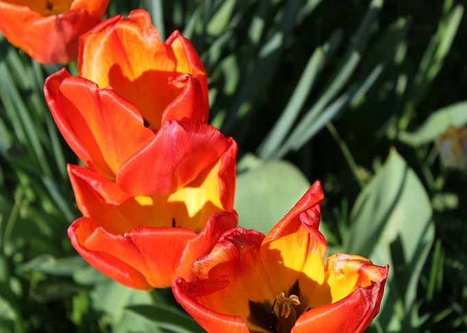 Tulips