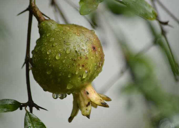 Fruit Of Brazil