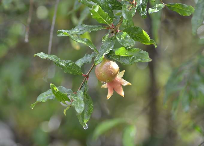 Fruit Of Brazil
