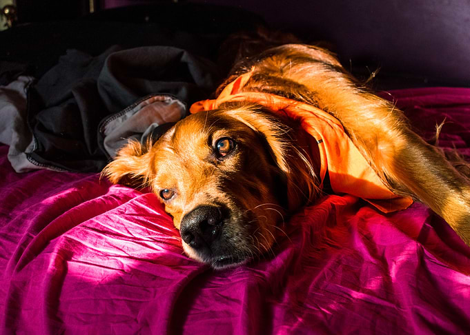 irishsetter kaya