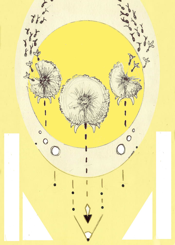 Yellow Dandelion