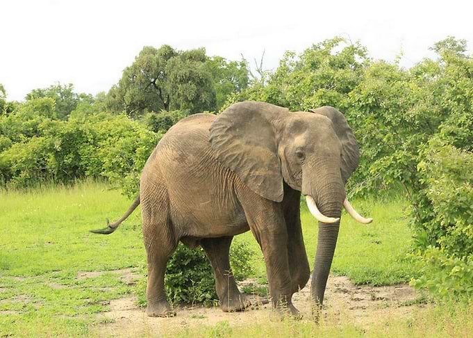 Beautiful giant