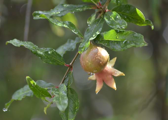 Fruit of Brazil