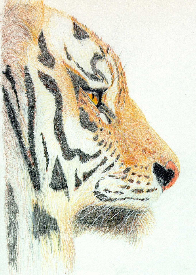 Tiger Head
