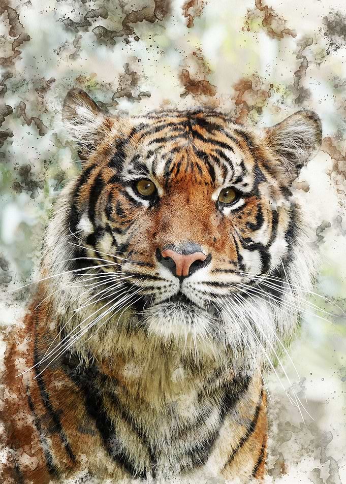 Tiger 6