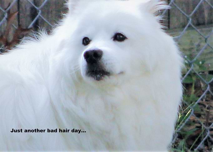 Bad hair day