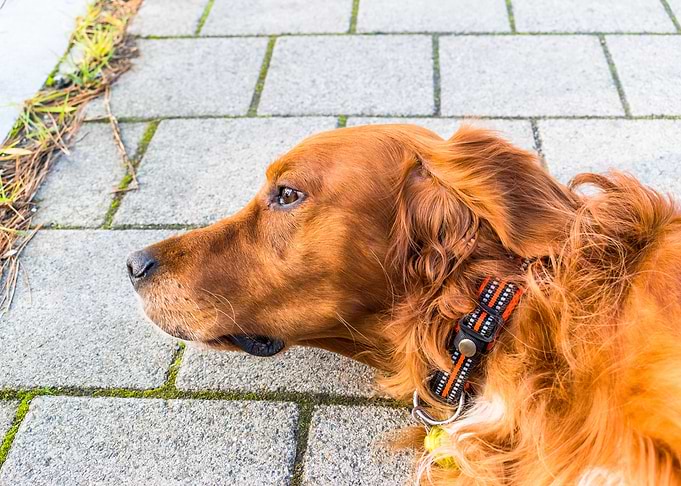 irishsetter kaya