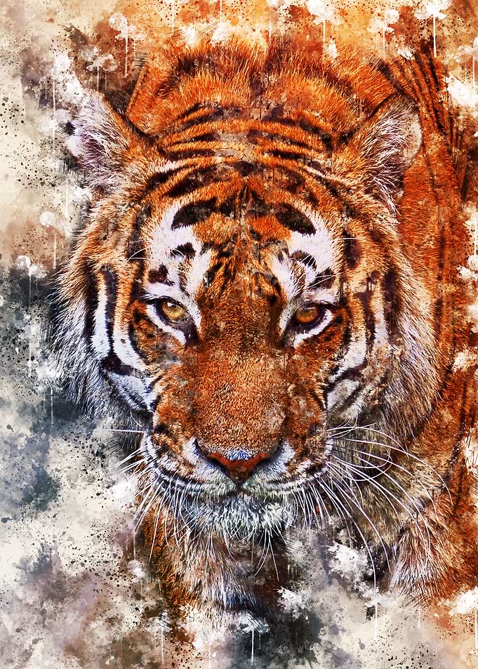Tiger 7