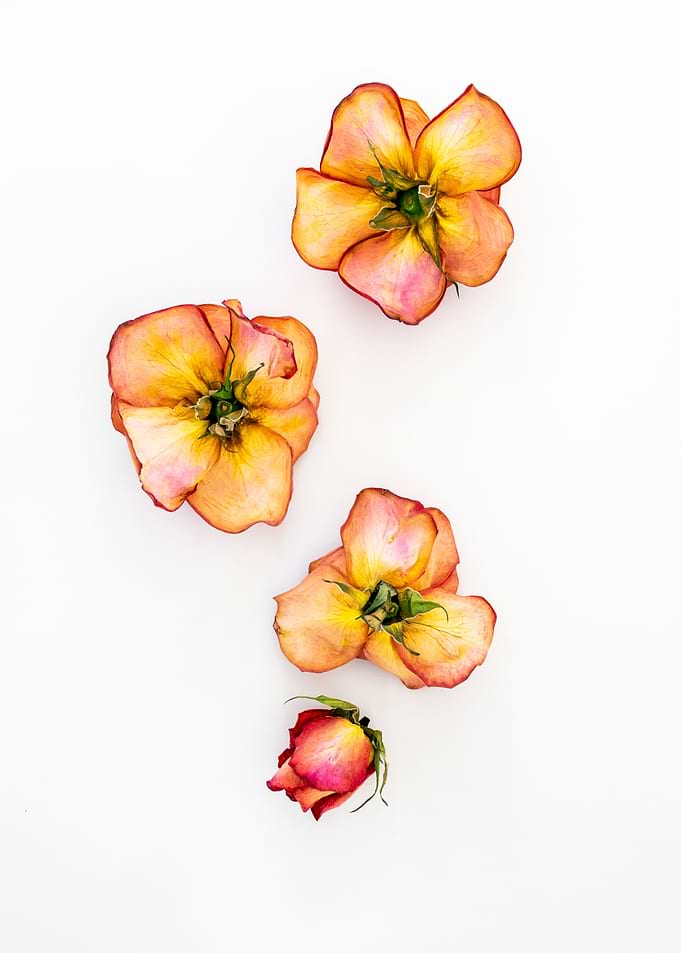 Abstract Roses