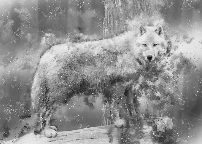 Wolf 11