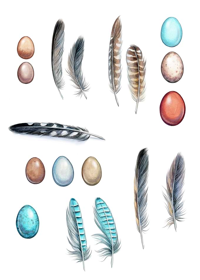 Watercolor feather