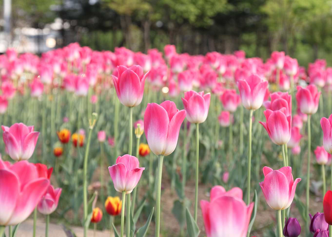 A Field Of Pink Tulips