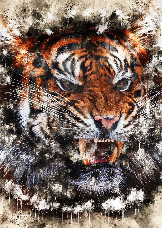 Tiger 8