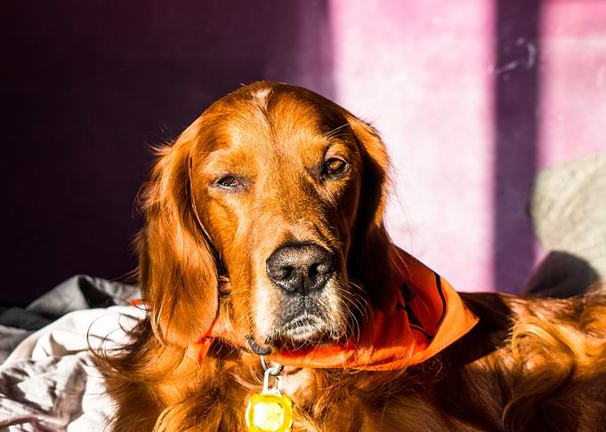 irishsetter kaya