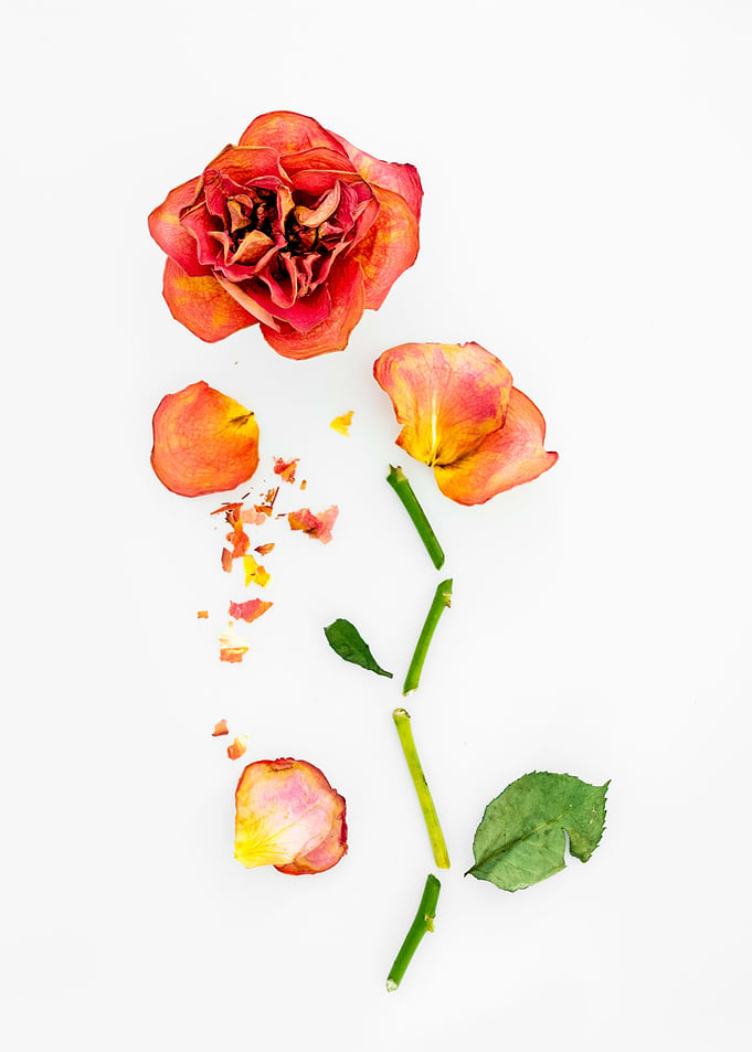Abstract Rose