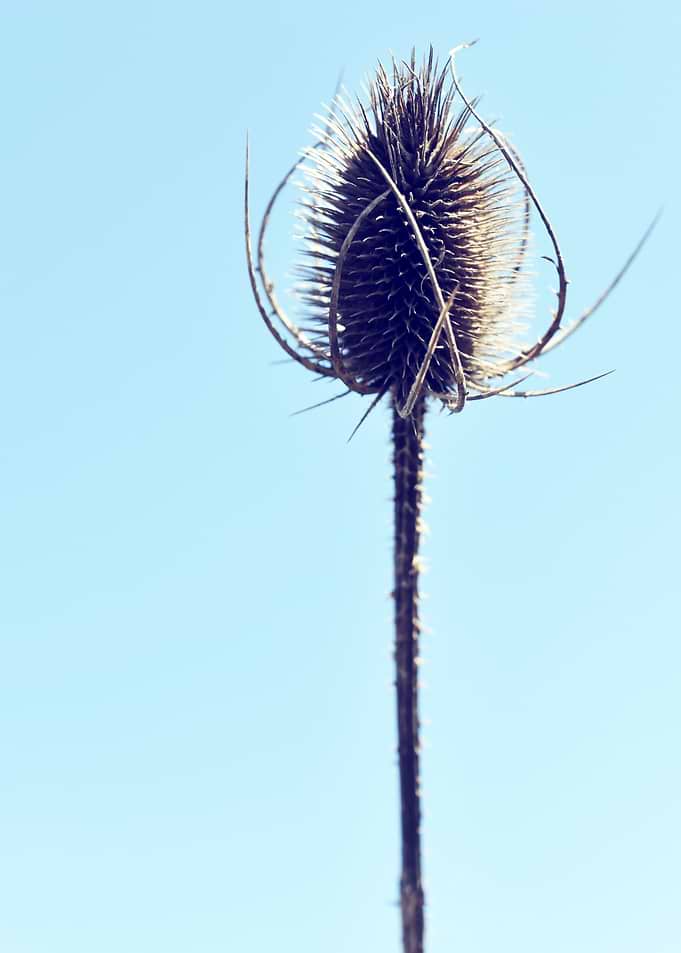 Dry Thistle