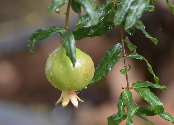 Fruit Of Brazil