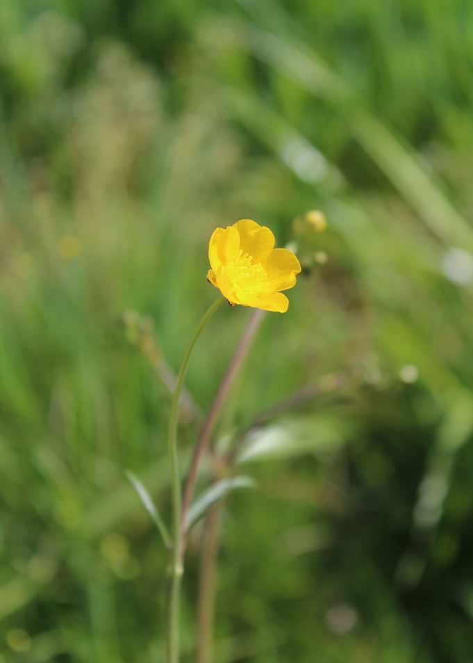 Meadow Buttercup