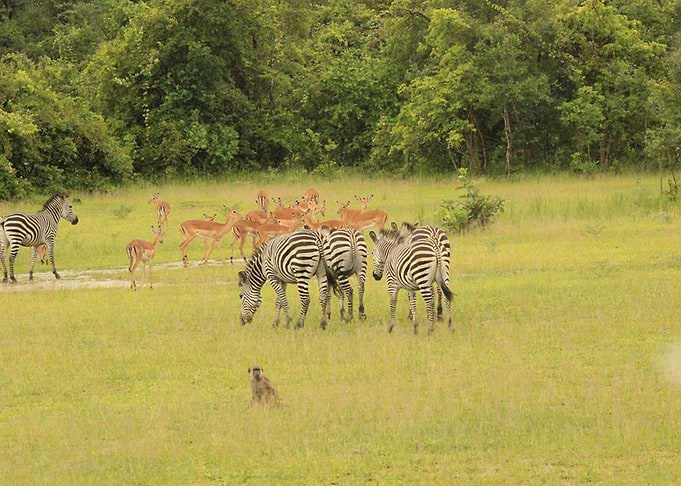 African paradise