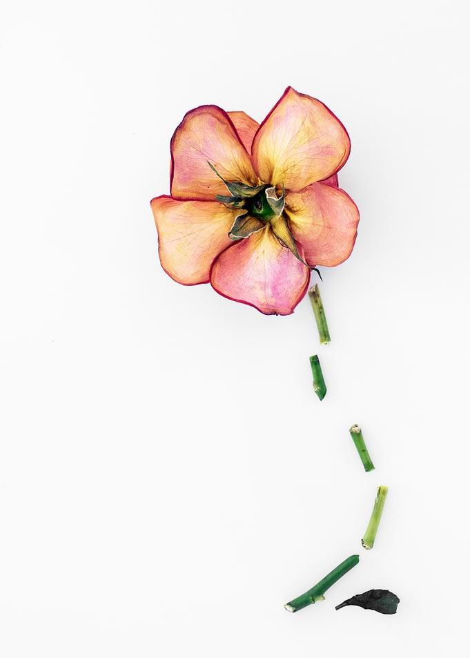 Abstract Rose