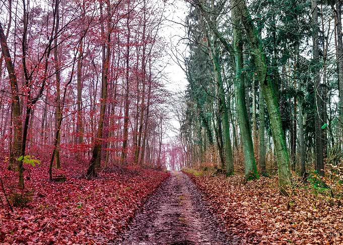 Berlin colorful Woods